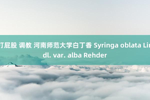 打屁股 调教 河南师范大学白丁香 Syringa oblata Lindl. var. alba Rehder